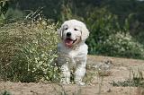 GOLDEN RETRIEVER 626